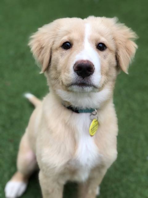 Camp Bow Wow - pet boarding facility in San Antonio, TX