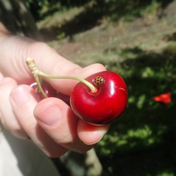 Fleurieu Cherries - Farms Near Me - Willunga, SA
