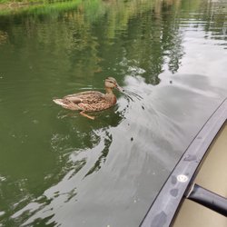 Friendly ducks