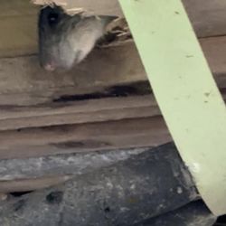 Ruda Holiday Park - Rat coming from caravan floor.