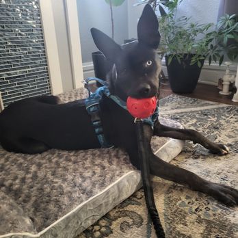 MaxFund - Animal Shelters Near Me - Denver, Colorado