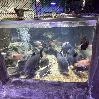 Austin Aquarium - Aquariums Near Me - Austin, Texas