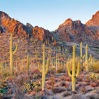 Shea Gaffney - Long Realty - Real Estate Agents Near Me - Tucson, Arizona Shea Gaffney - Long Realty - Real Estate Agents Near Me - Tucson, Arizona