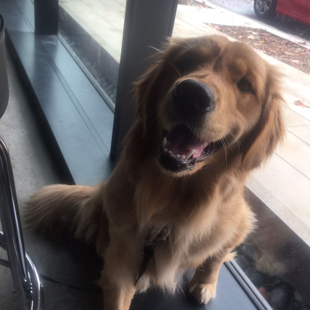 Sam's Tavern - Yes it is dog friendly. Happy Birthday girl! - Burgers Near Me - Seattle, Washington Sam's Tavern - Yes it is dog friendly. Happy Birthday girl! - Burgers Near Me - Seattle, Washington
