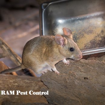 RAM Pest Control - Pest Control Near Me - Rifle, Colorado RAM Pest Control - Pest Control Near Me - Rifle, Colorado