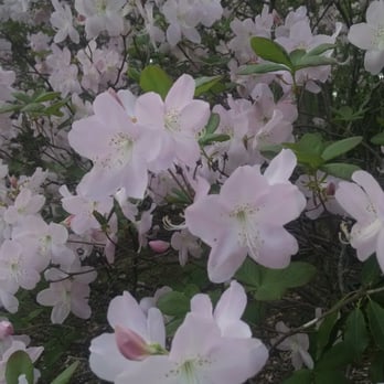 Tyler Arboretum - Royal Azalea near the strumming and drumming treehouse - Summer Camps Near Me - Media, Pennsylvania Tyler Arboretum - Royal Azalea near the strumming and drumming treehouse - Summer Camps Near Me - Media, Pennsylvania