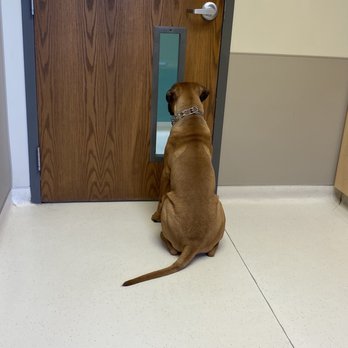 Whitney Veterinary Hospital - Looking out the window in the exam room - Veterinarians Near Me - Peoria, Illinois