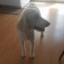 Hair of the Dog Pet Grooming
