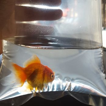 Pet Central - I GOT ANOTHER ONE YAYYY! - Pet Stores Near Me - San Francisco, California Pet Central - I GOT ANOTHER ONE YAYYY! - Pet Stores Near Me - San Francisco, California