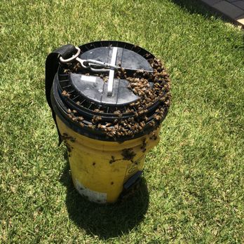 MJC Live Bee removal - Bee safe vacuum filled with the swarm. - Pest Control Near Me MJC Live Bee removal - Bee safe vacuum filled with the swarm. - Pest Control Near Me