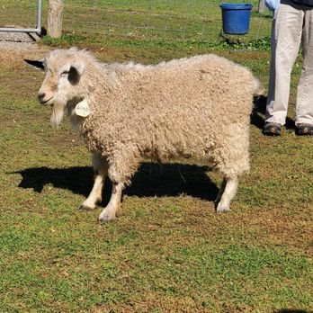 Clover Brooke Farm - Pygora goat - Attraction Farms Near Me - Hyde Park, New York Clover Brooke Farm - Pygora goat - Attraction Farms Near Me - Hyde Park, New York
