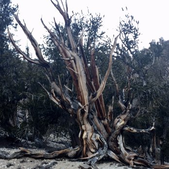Ancient Bristlecone Pine Forest - Parks Near Me - Bishop, California Ancient Bristlecone Pine Forest - Parks Near Me - Bishop, California
