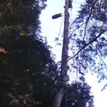 TreePro Professional Tree Care - 3-Debranched Monterey Pine - Tree Services Near Me TreePro Professional Tree Care - 3-Debranched Monterey Pine - Tree Services Near Me