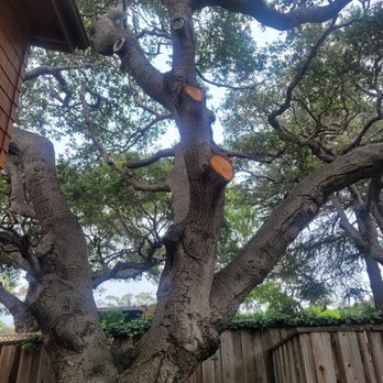 Action Tree Care - Coastal oak trimmed - Tree Services Near Me - Santa Barbara, California