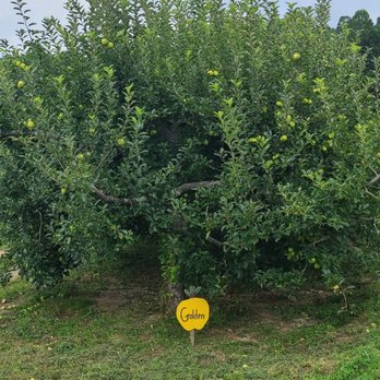 Sky Top Orchard - Apples - Pick Your Own Farms Near Me - Zirconia, North Carolina Sky Top Orchard - Apples - Pick Your Own Farms Near Me - Zirconia, North Carolina