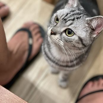 Cat Cafe Moff - A sweetie ^_^ - Themed Cafes Near Me - Honolulu, Hawaii Cat Cafe Moff - A sweetie ^_^ - Themed Cafes Near Me - Honolulu, Hawaii
