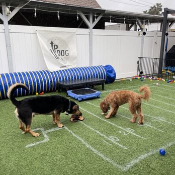 Up Dog LA - Yozey's already 8month old and calm sharing toys around with another friend !! - Pet Training Near Me