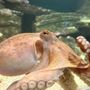Photo of Aquarium Donostia-San Sebastian