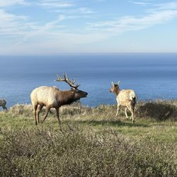 Pierce Point Ranch
