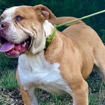 GatorGrip Kennels - GatorGrip Kennels : Alapaha Blue Blood Bulldogs - Pet Breeders Near Me