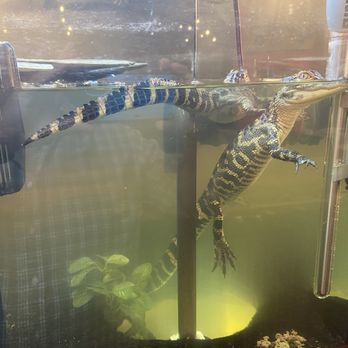 Florida Boy Burger - Gator Tank - Burgers Near Me - Fort Myers, Florida