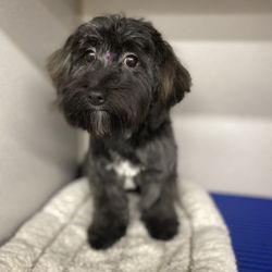 Maser's Grooming & Pet Boutique - Sweet 5 mo old Havanese pup after grooming.