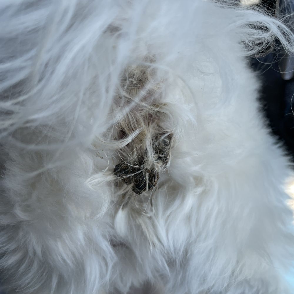 PetSmart - Dried and smear poop on her butt - Pet Groomers Near Me - Monrovia, California PetSmart - Dried and smear poop on her butt - Pet Groomers Near Me - Monrovia, California