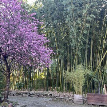 Bamboo Giant Nursery and Gardens - Nurseries & Gardening Near Me - Aptos, California Bamboo Giant Nursery and Gardens - Nurseries & Gardening Near Me - Aptos, California