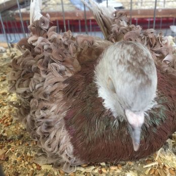New York State Fair - Curly dove - Festivals Near Me - Syracuse, New York