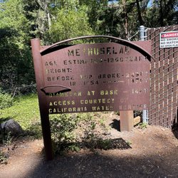 Methuselah Tree Signage