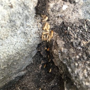Beeline Pest Control - Get Free Quote Today! https://texasbeeline.com/get-a-free-quote/ - Pest Control Near Me Beeline Pest Control - Get Free Quote Today! https://texasbeeline.com/get-a-free-quote/ - Pest Control Near Me