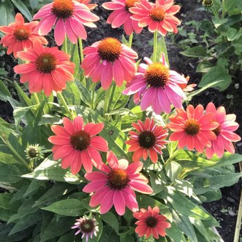 Munsinger Gardens - I wish I could name them all and I can appreciate it all the same with added yearning to know its names.  Gorgeous! - Botanical Gardens Near Me - Saint Cloud, Minnesota
