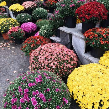 Woodstock Orchards - Gorgeous mums! - Fruits & Veggies Near Me - Woodstock, Connecticut Woodstock Orchards - Gorgeous mums! - Fruits & Veggies Near Me - Woodstock, Connecticut