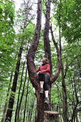 Wolf Mountain Nature Center by null