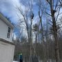 Photo of Niz Tree Services
