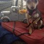 Photo of Little Victories Animal Rescue Group Inc