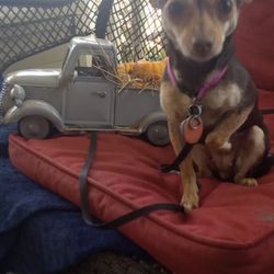 Little Victories Animal Rescue Group Inc - Looking for lilly she is lost. Tags number is unavailable call 330 272 2299