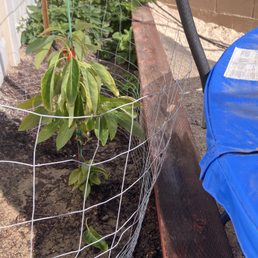 Hass Avacado tree. Hass Avacado tree.