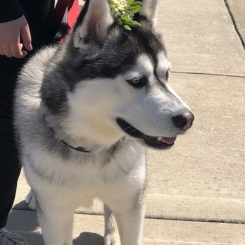 Pack Leader Dog Training - Properly walking on a leash - Pet Training Near Me Pack Leader Dog Training - Properly walking on a leash - Pet Training Near Me