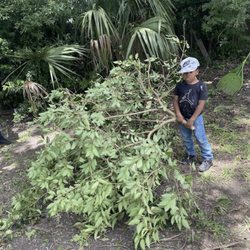 Tbone Tree Service Environmental Care