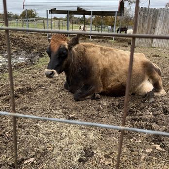 Crowes Nest Farm - Moooooo - Attraction Farms Near Me - Manor, Texas Crowes Nest Farm - Moooooo - Attraction Farms Near Me - Manor, Texas