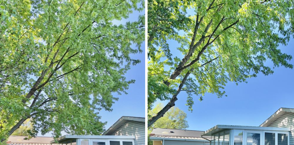 J & J Tree Trimming - tree service in Tecumseh, MI