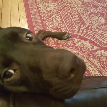 PetSmart - Pet Training Near Me - Willoughby, Ohio