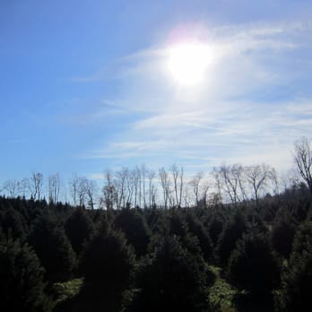 Moose Apple Christmas Tree Farm - Christmas Trees Near Me - Berryville, Virginia Moose Apple Christmas Tree Farm - Christmas Trees Near Me - Berryville, Virginia