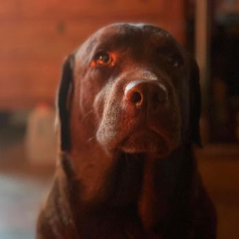 Spellcast Labradors - Soulful chocolate Labrador. AKA spirit - Pet Breeders Near Me Spellcast Labradors - Soulful chocolate Labrador. AKA spirit - Pet Breeders Near Me
