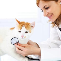 Cat Clinic of Plymouth