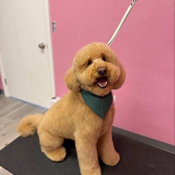 Lush Spaw - Charlie is always happy when he has his date with Elena. Hehe! Full groom by Elena. - Pet Groomers Near Me - Santa Clara, California Lush Spaw - Charlie is always happy when he has his date with Elena. Hehe! Full groom by Elena. - Pet Groomers Near Me - Santa Clara, California