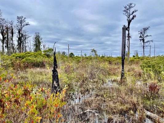 Okefenokee National Wildlife Refuge by null