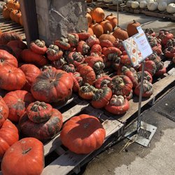 Calloway's Nursery - Pumpkin