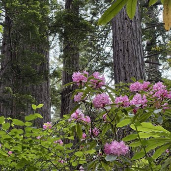 Humboldt Redwoods State Park - Rhododendron - Parks Near Me - Weott, California
